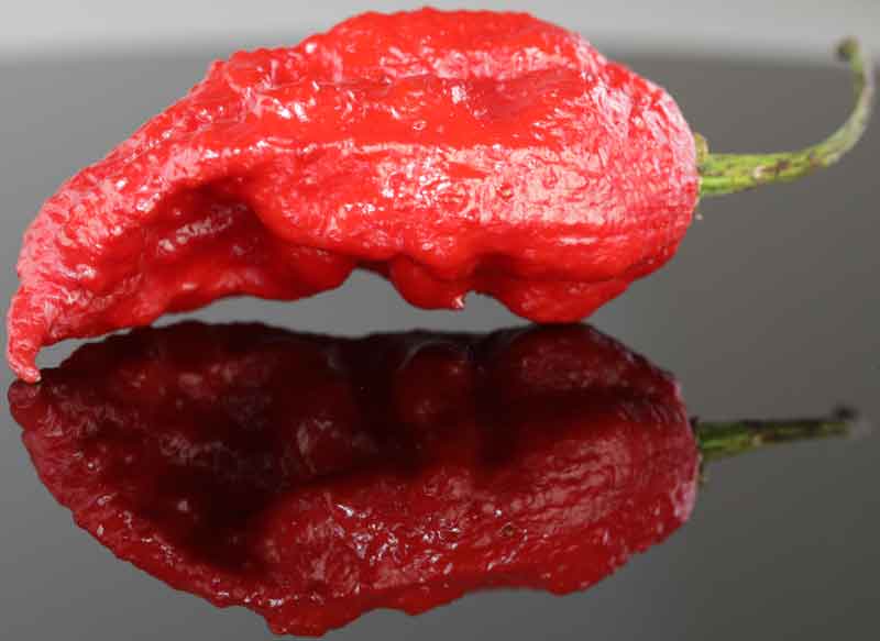 Red Bhut Jolokia Ghost Pepper Seeds